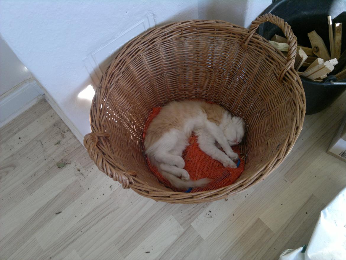 Blanding af racer Fedtmule billede 8