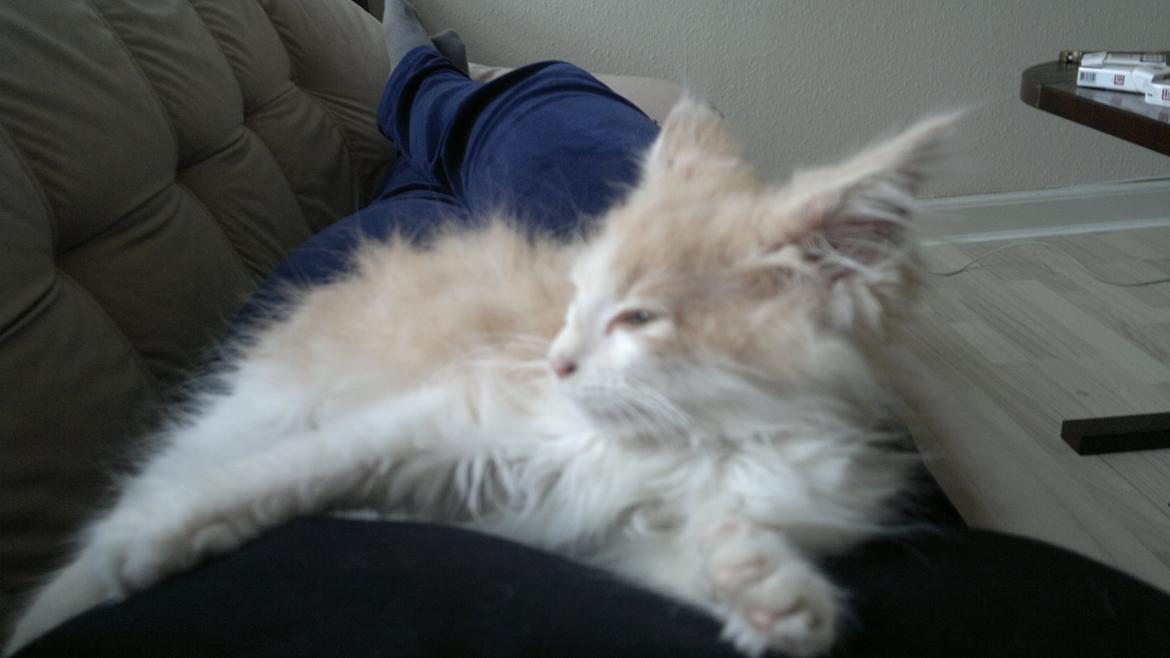 Blanding af racer Fedtmule billede 9