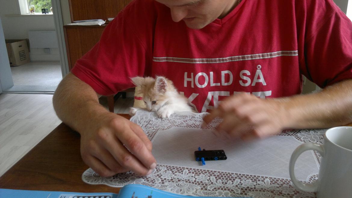 Blanding af racer Fedtmule billede 10