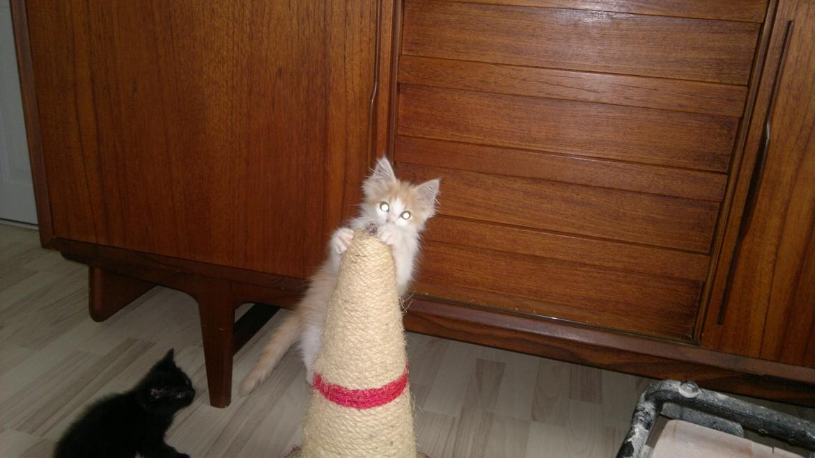 Blanding af racer Fedtmule billede 11