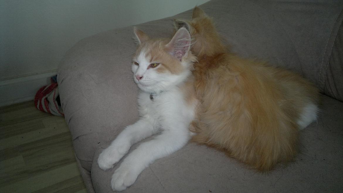 Blanding af racer Fedtmule billede 12