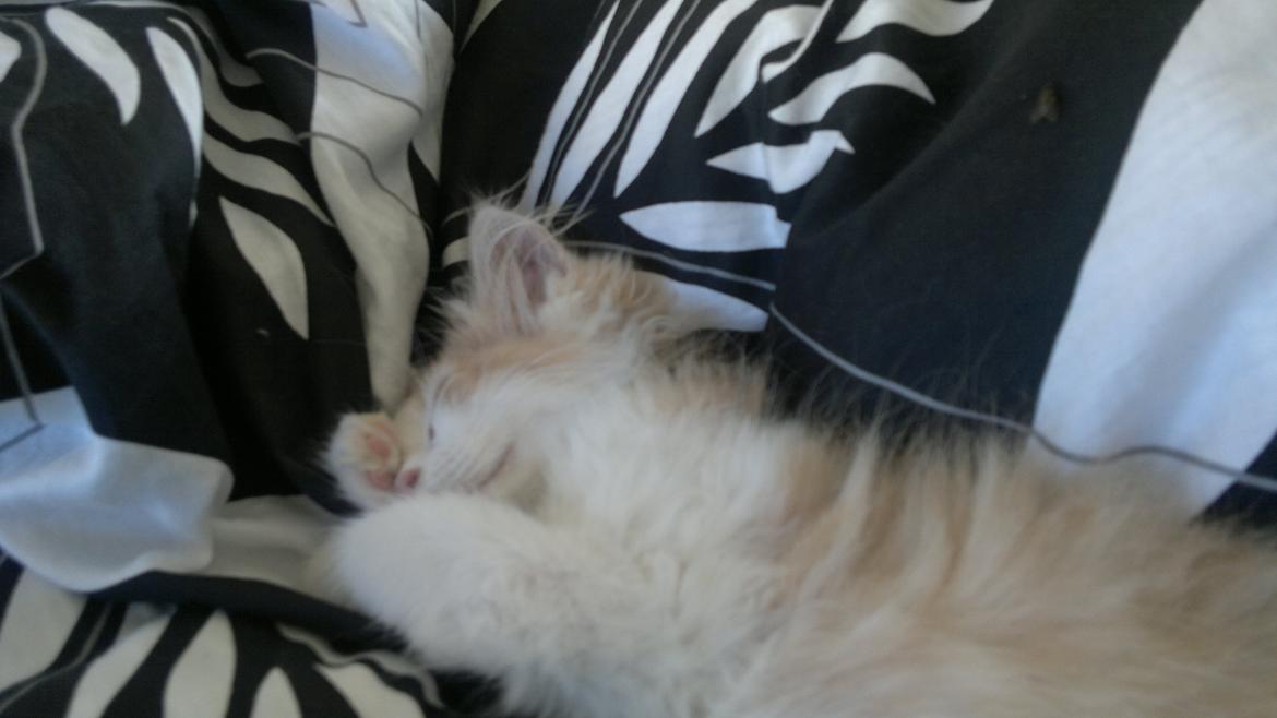 Blanding af racer Fedtmule billede 13