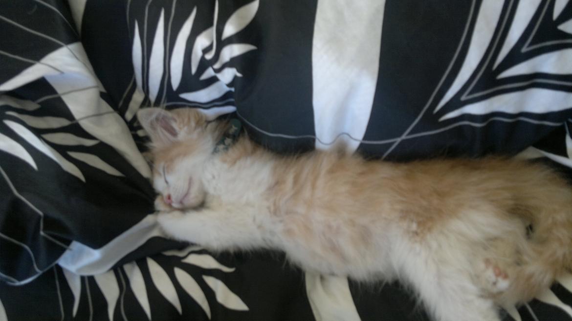 Blanding af racer Fedtmule billede 14