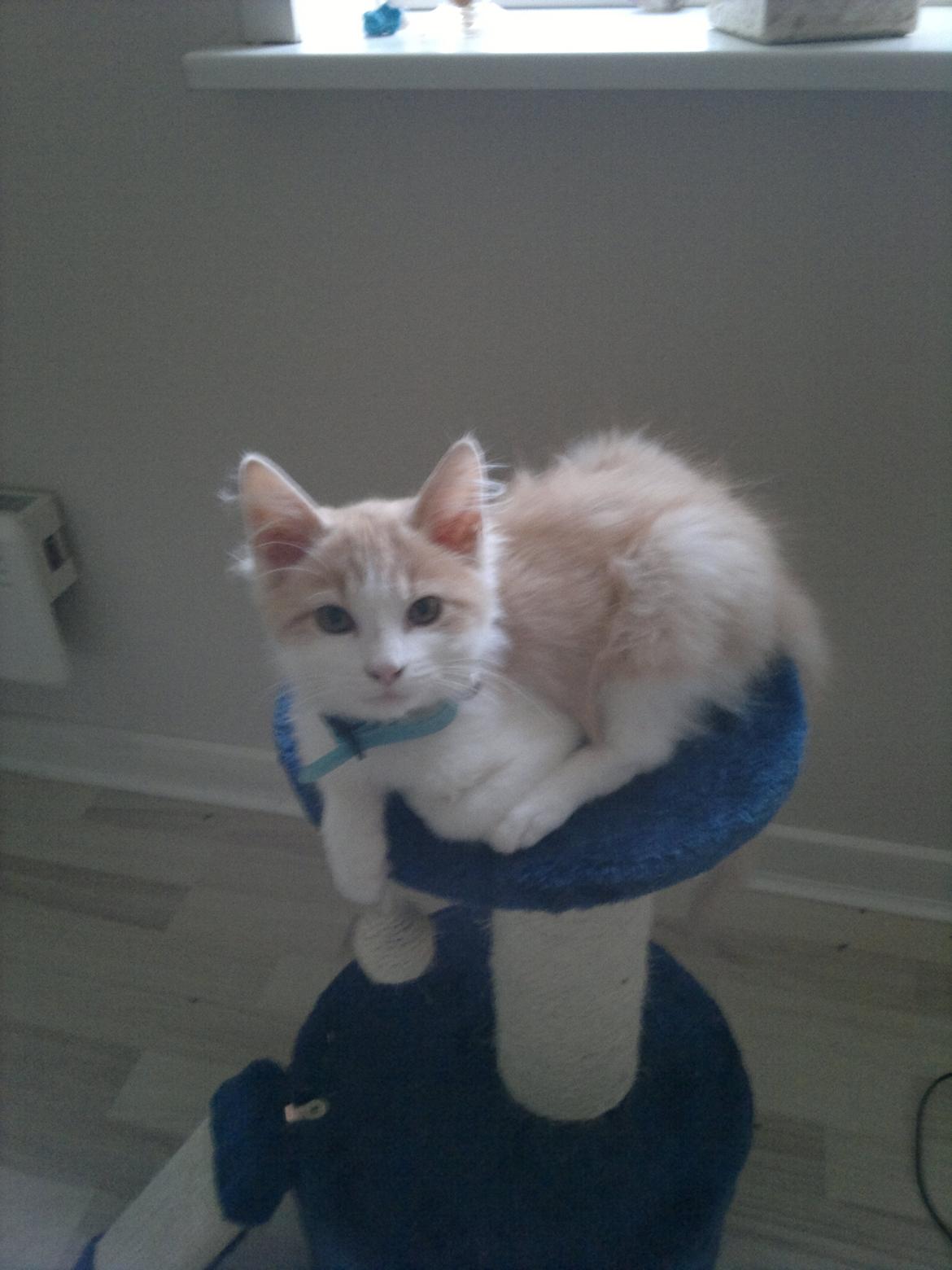 Blanding af racer Fedtmule billede 15