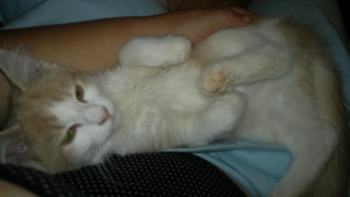 Blanding af racer Fedtmule billede 16