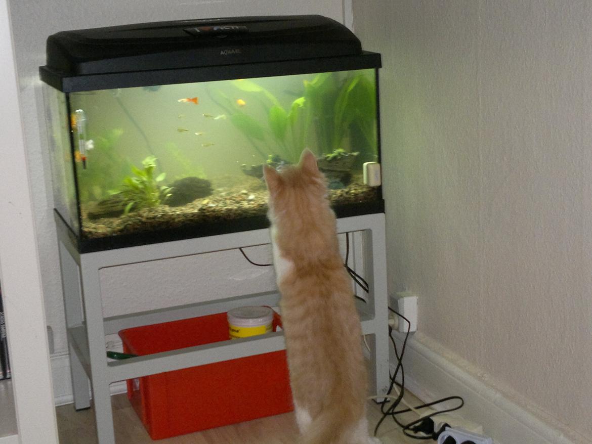 Blanding af racer Fedtmule billede 17