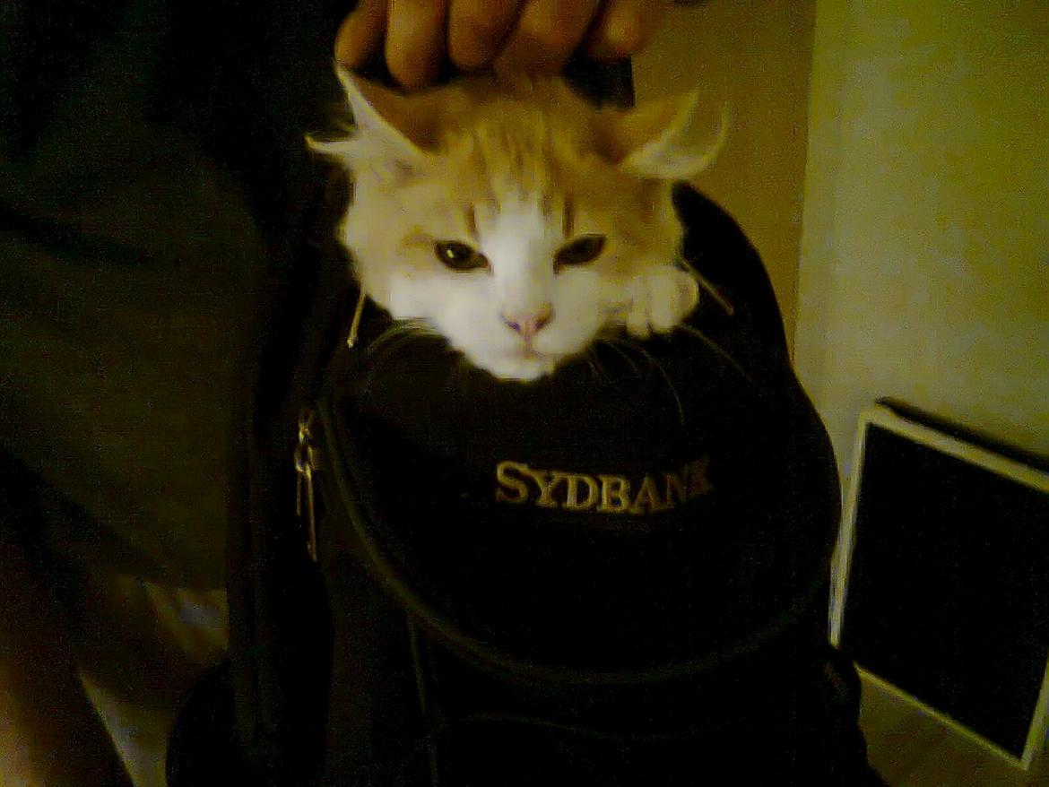 Blanding af racer Fedtmule billede 18