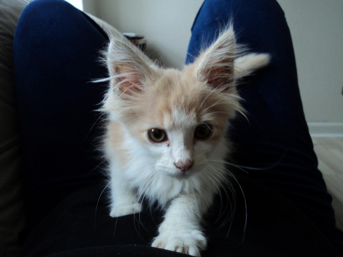 Blanding af racer Fedtmule billede 19