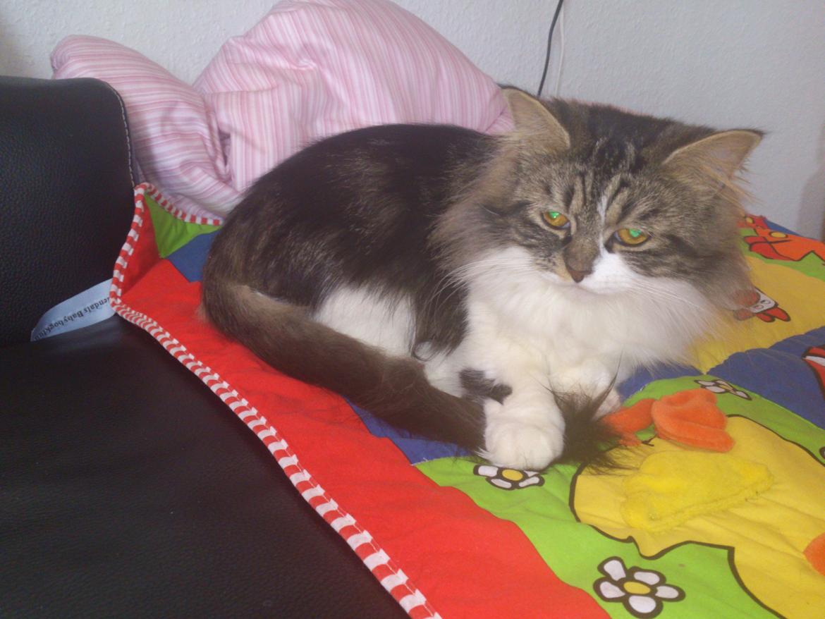 Blanding af racer Rambo billede 6