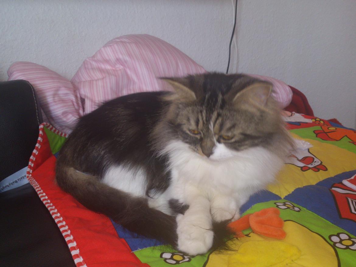 Blanding af racer Rambo billede 7