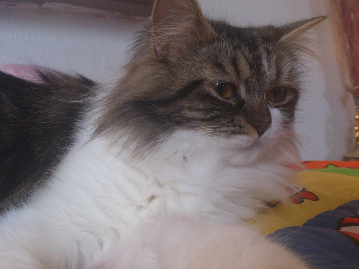 Blanding af racer Rambo billede 8