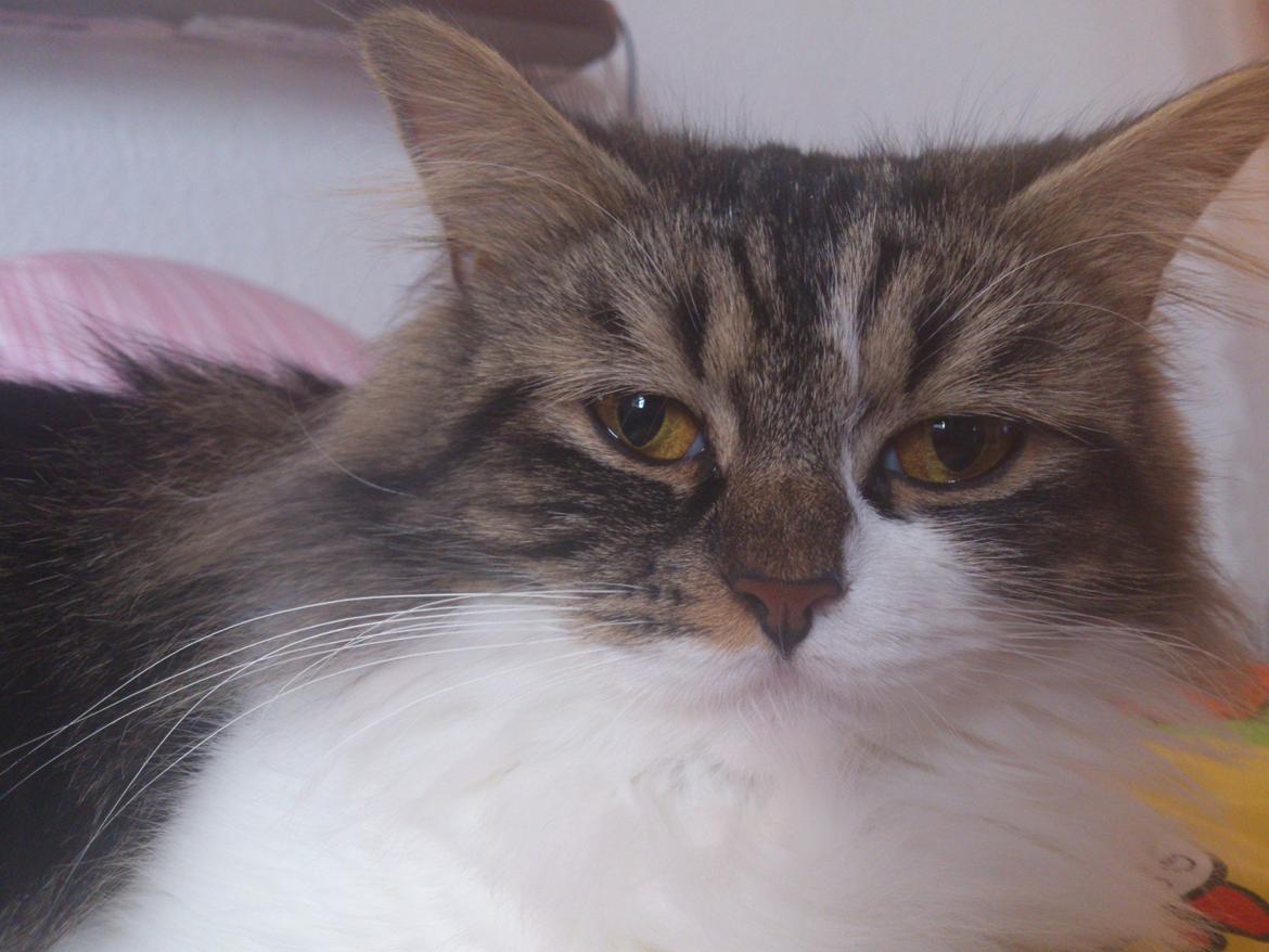 Blanding af racer Rambo billede 9