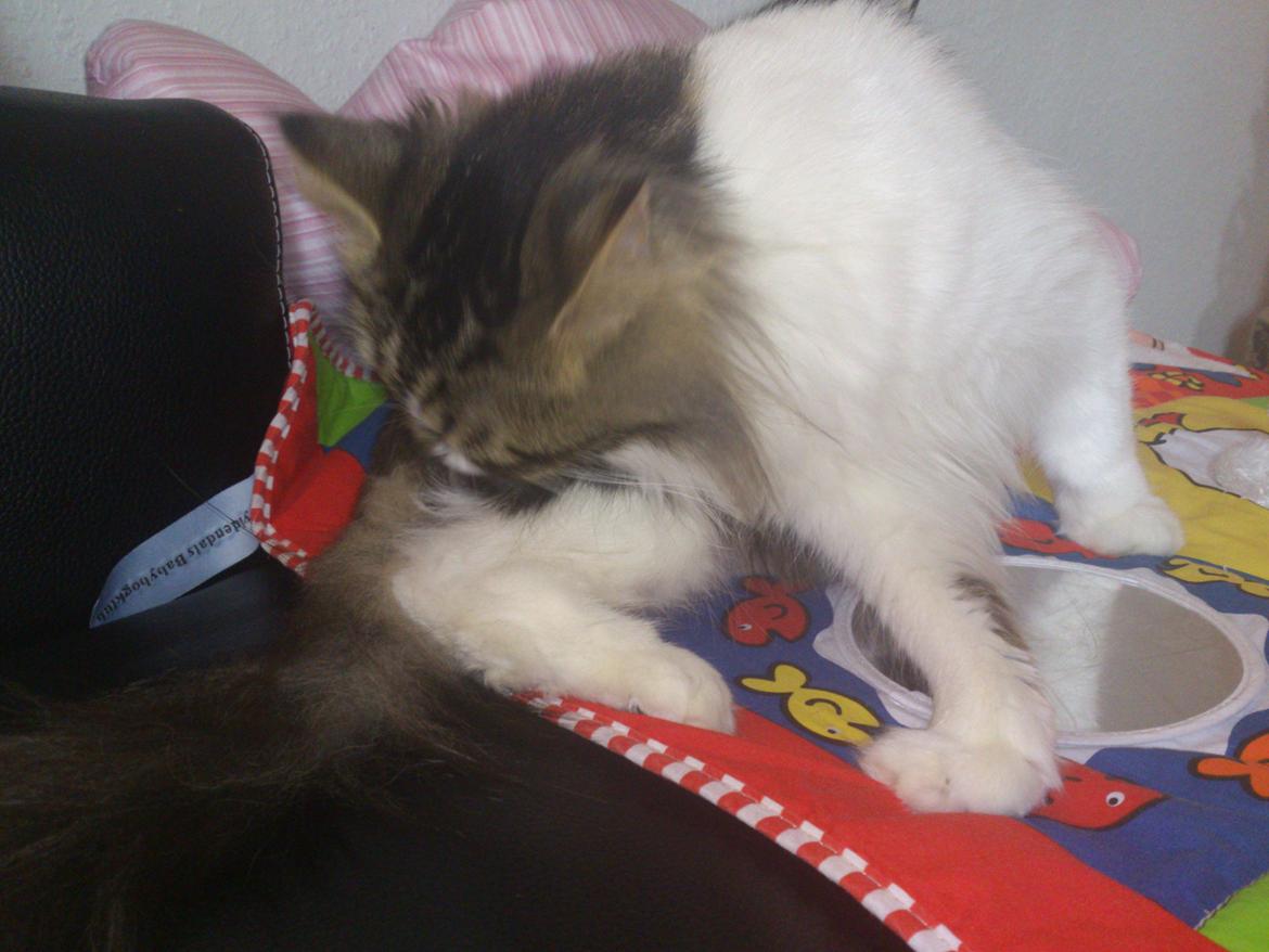 Blanding af racer Rambo billede 10