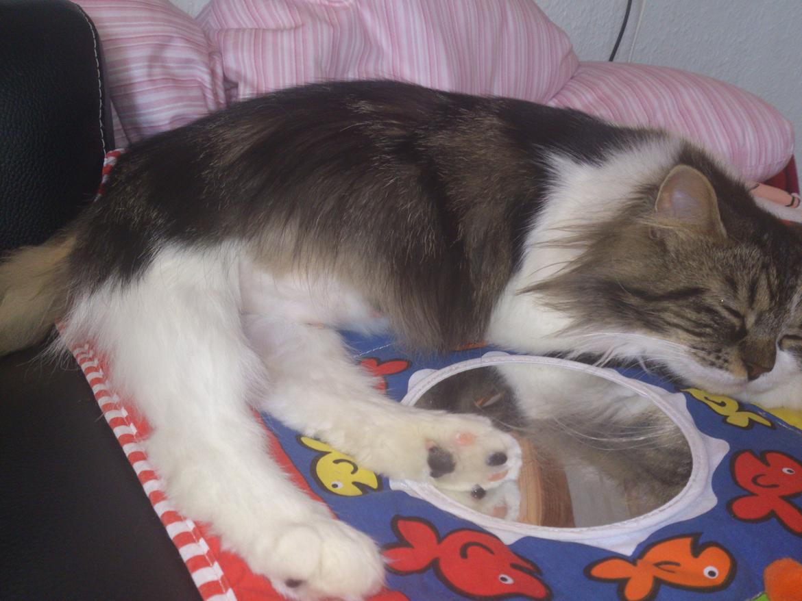 Blanding af racer Rambo - Den tykke mave :) billede 12