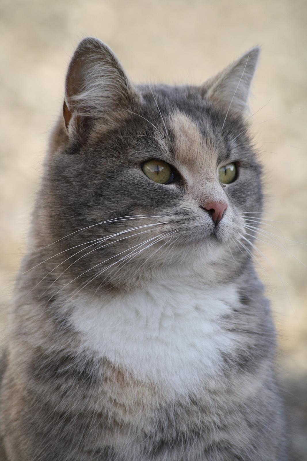 Huskat Misja billede 2