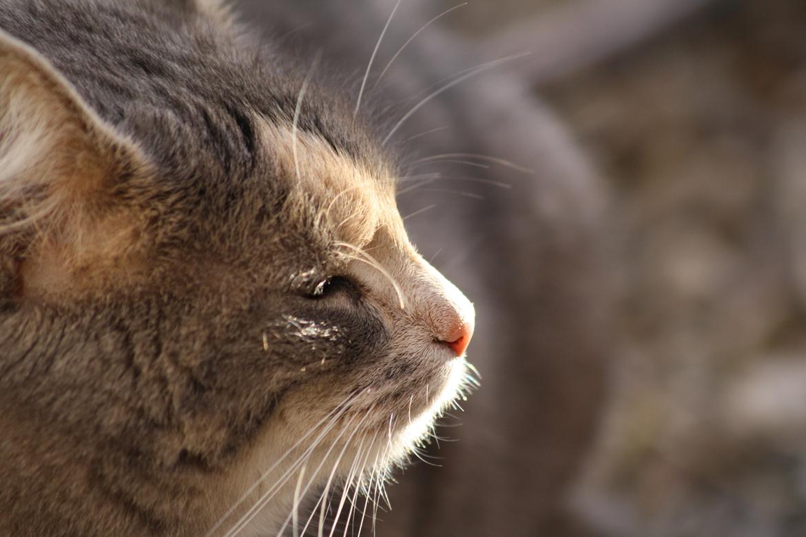 Huskat Misja billede 13