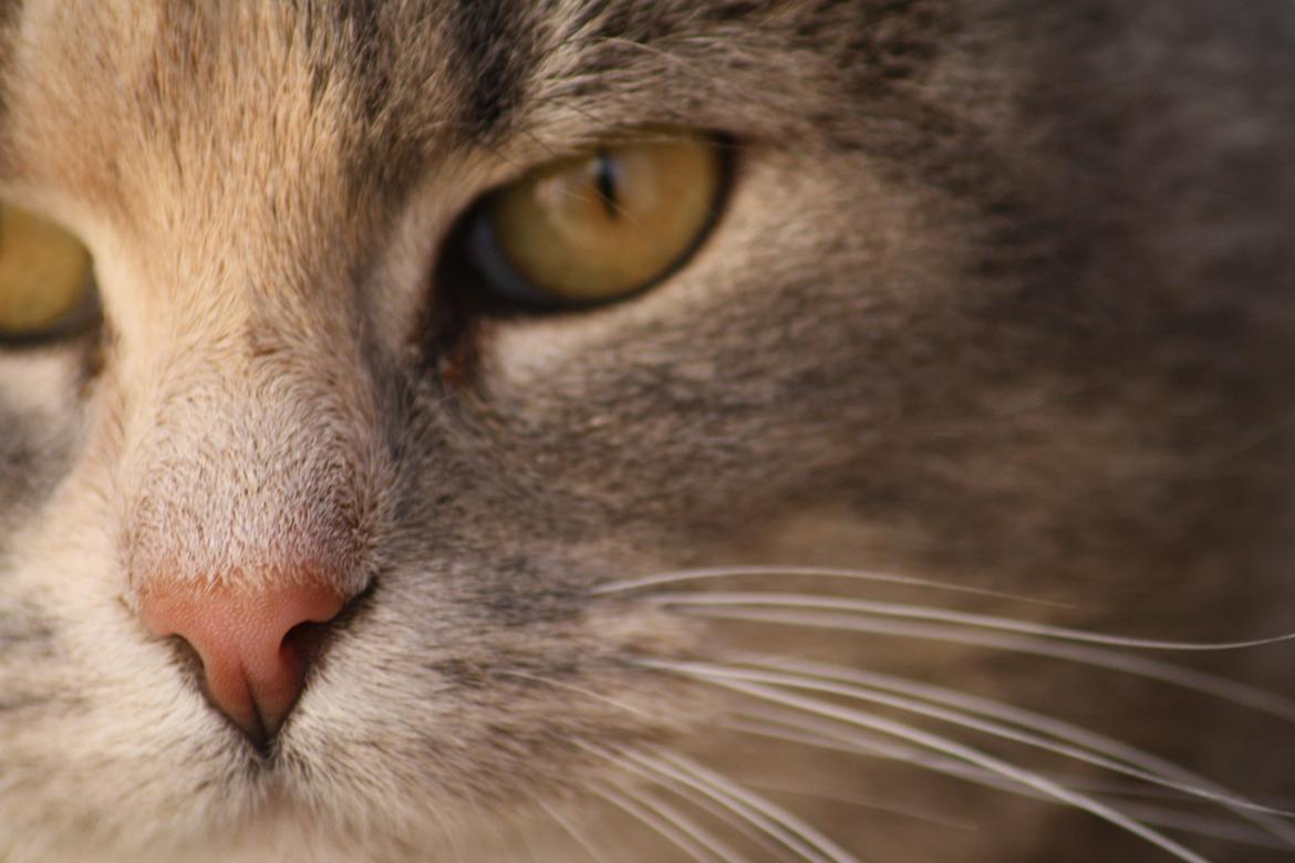 Huskat Misja billede 14