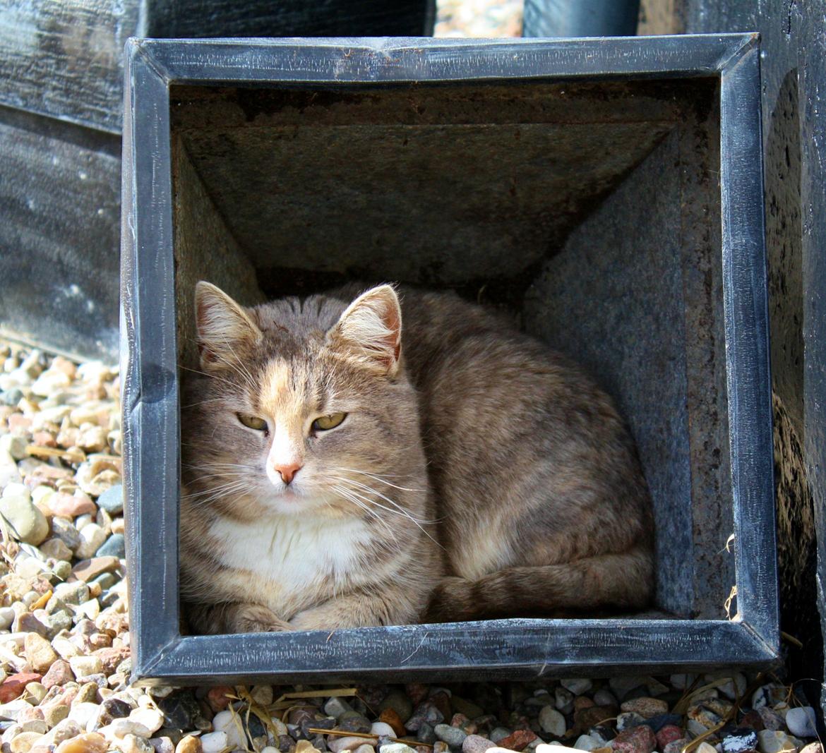 Huskat Misja billede 20