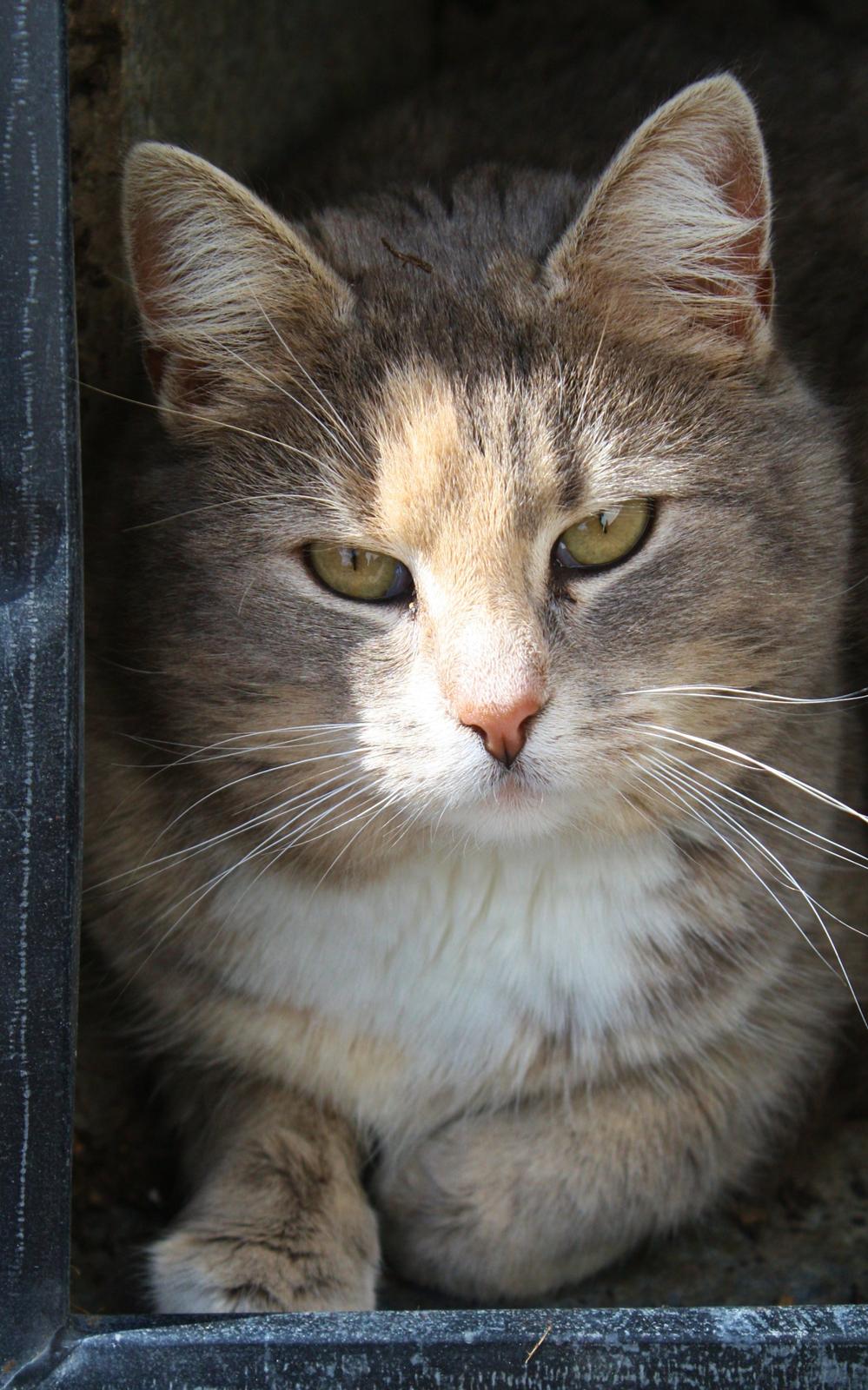 Huskat Misja billede 15