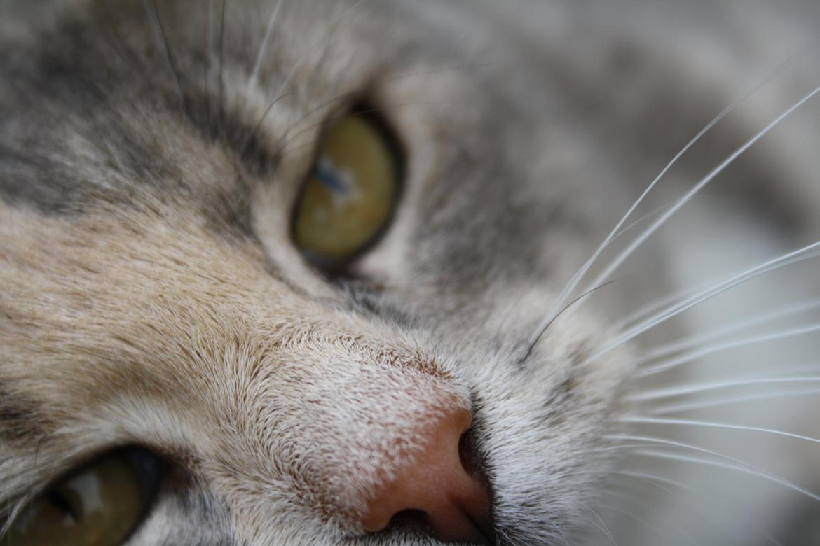 Huskat Misja billede 16