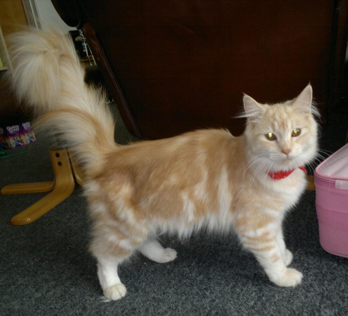 Blanding af racer kitte mis billede 13