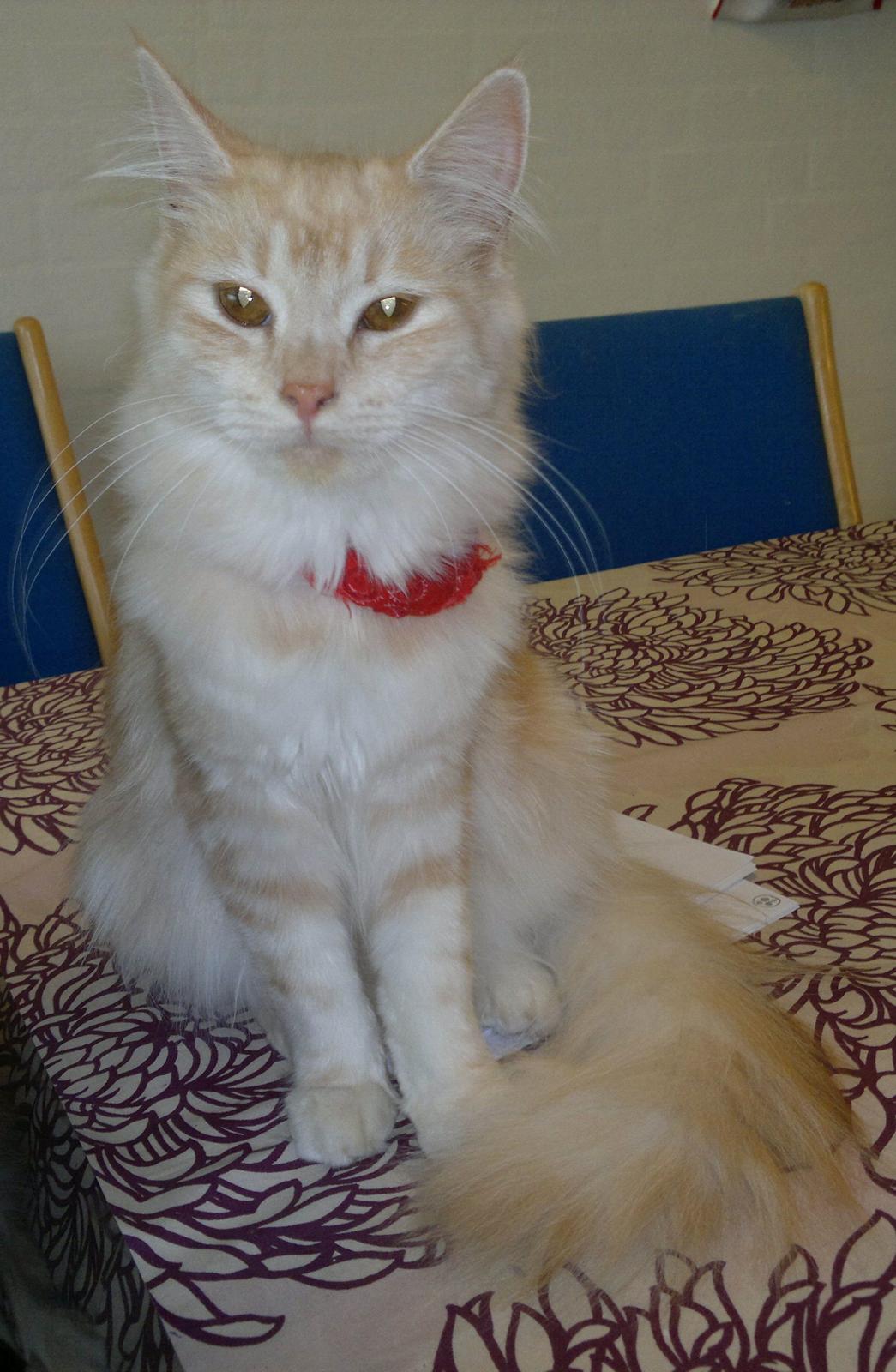 Blanding af racer kitte mis billede 14