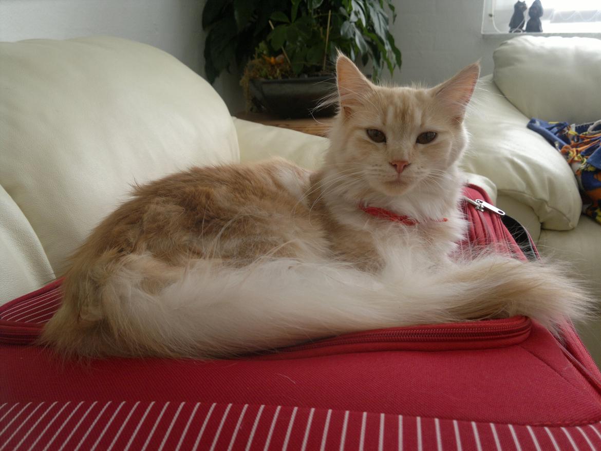 Blanding af racer kitte mis billede 15