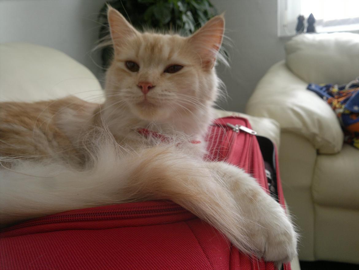 Blanding af racer kitte mis billede 16