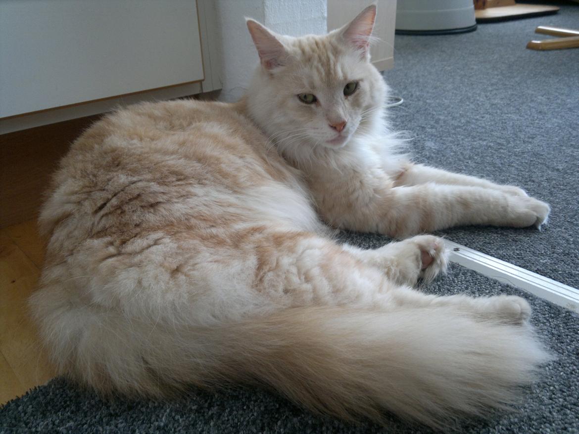 Blanding af racer marco billede 19