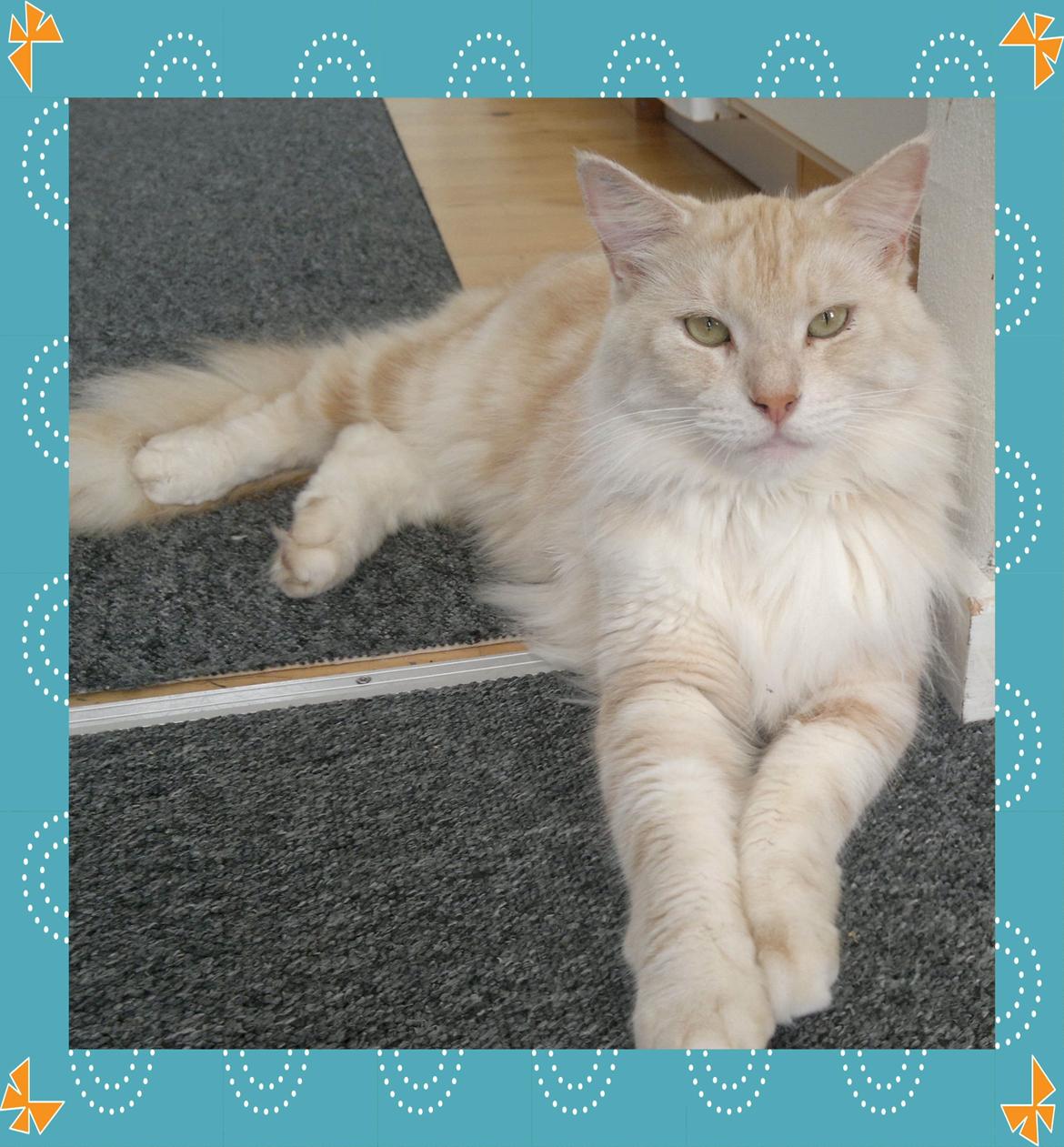 Blanding af racer marco billede 20