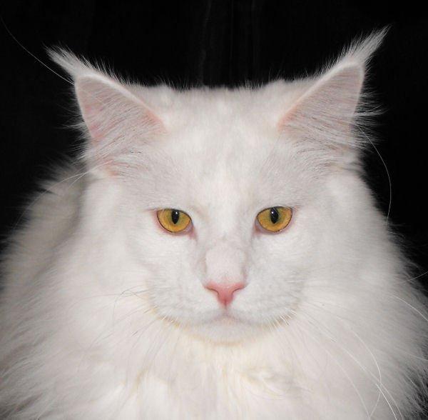 Maine Coon DK*SnowAngels Great White billede 1