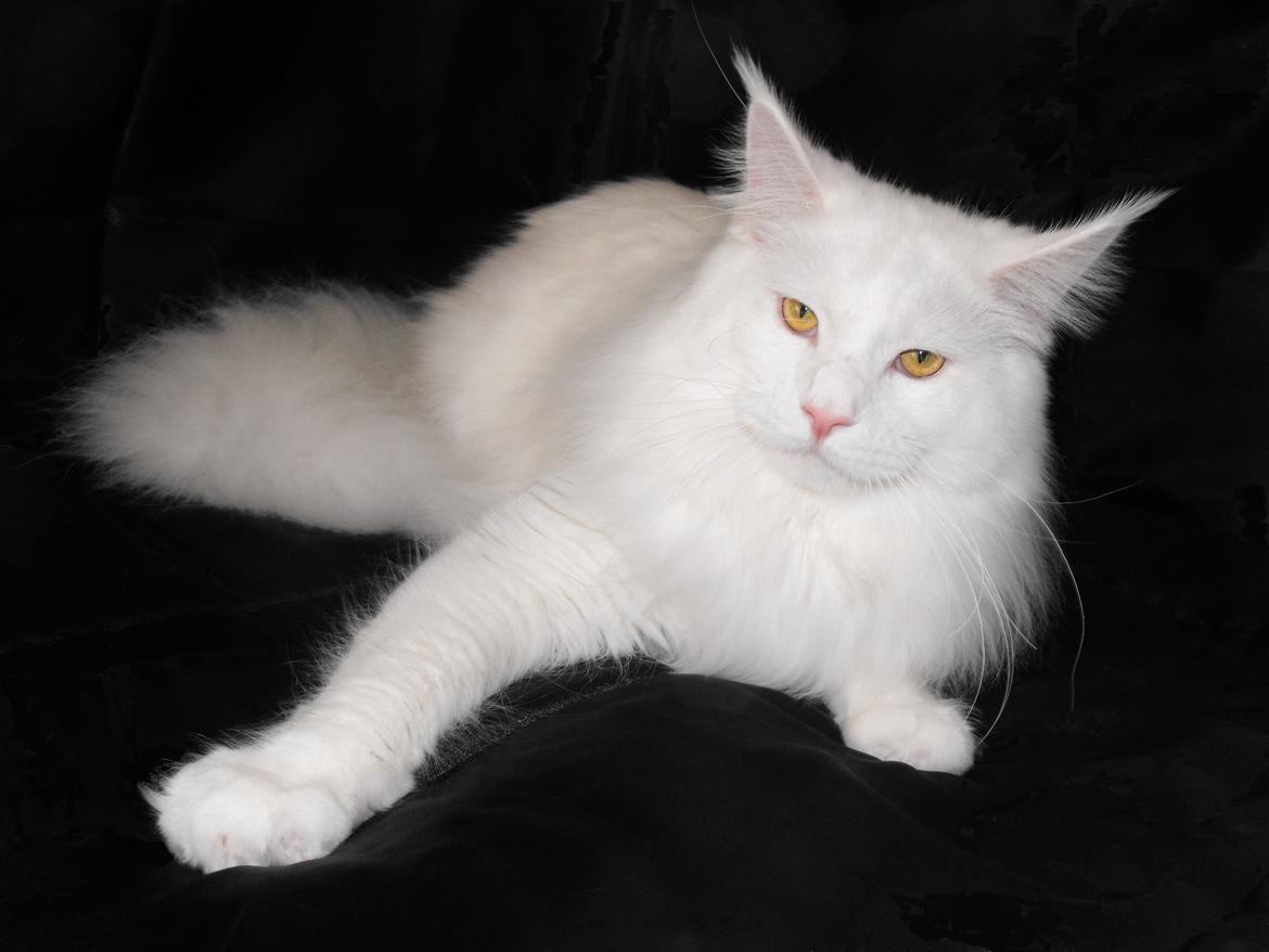 Maine Coon DK*SnowAngels Great White billede 2
