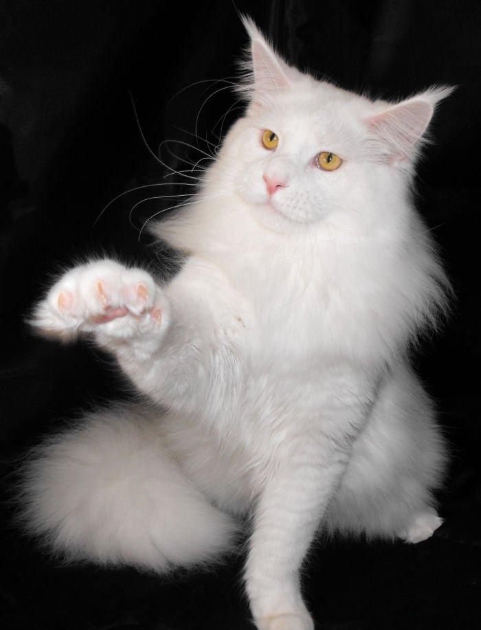 Maine Coon DK*SnowAngels Great White billede 3