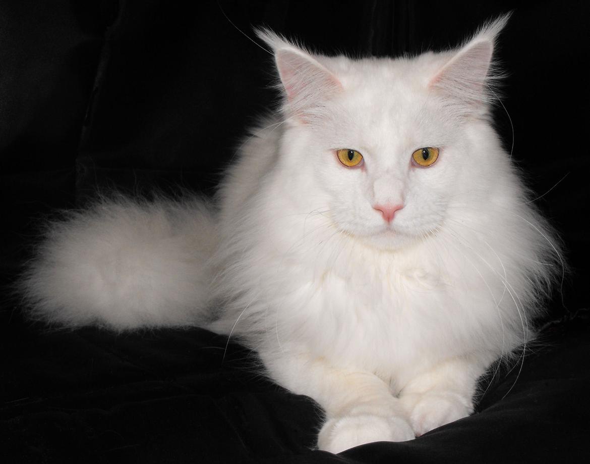 Maine Coon DK*SnowAngels Great White billede 4
