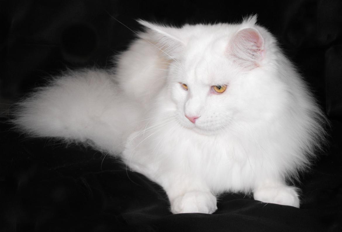 Maine Coon DK*SnowAngels Great White billede 5