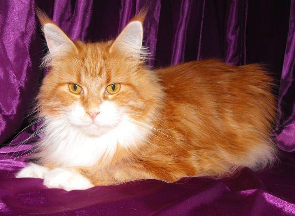 Maine Coon CorkyCoon´s Bonnie billede 1