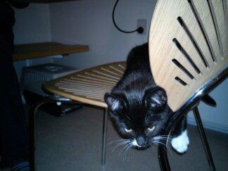 Blanding af racer Neo billede 8