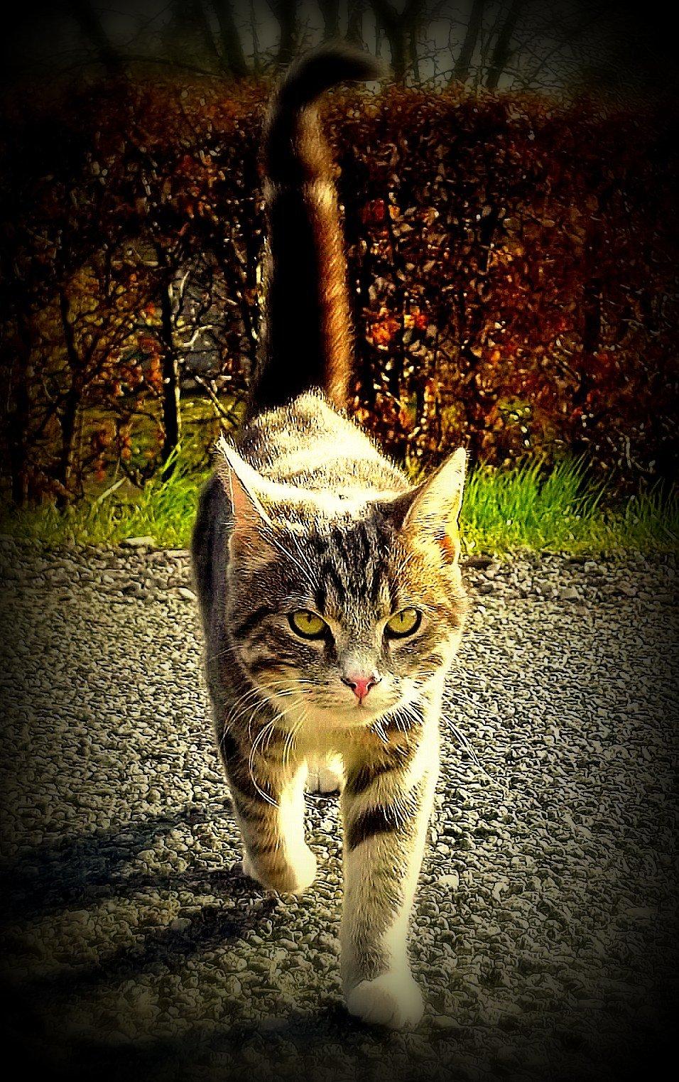 Blanding af racer Bølle. billede 20