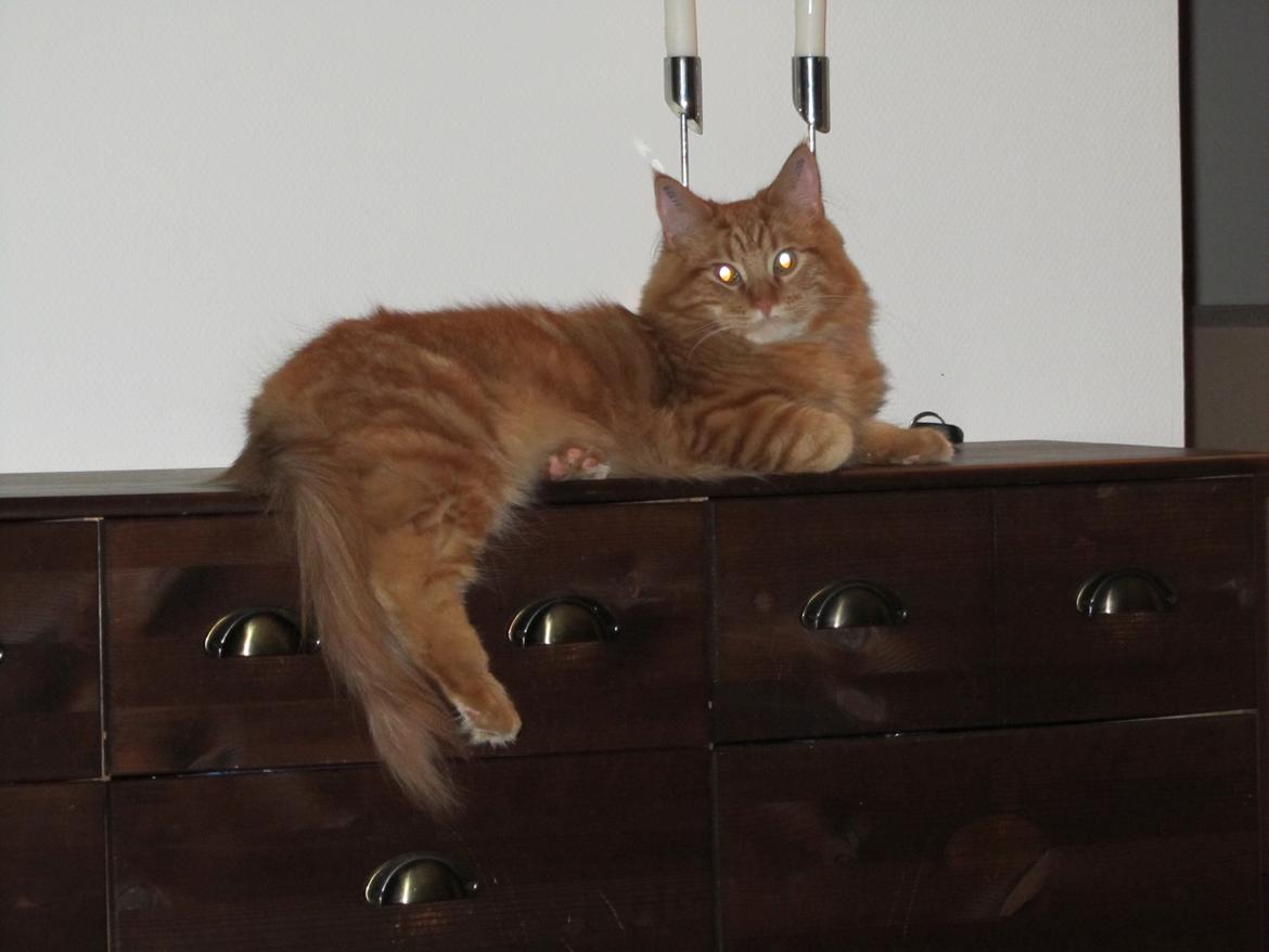 Maine Coon ozzy - ozzy på en af hans ynglings pladser billede 1