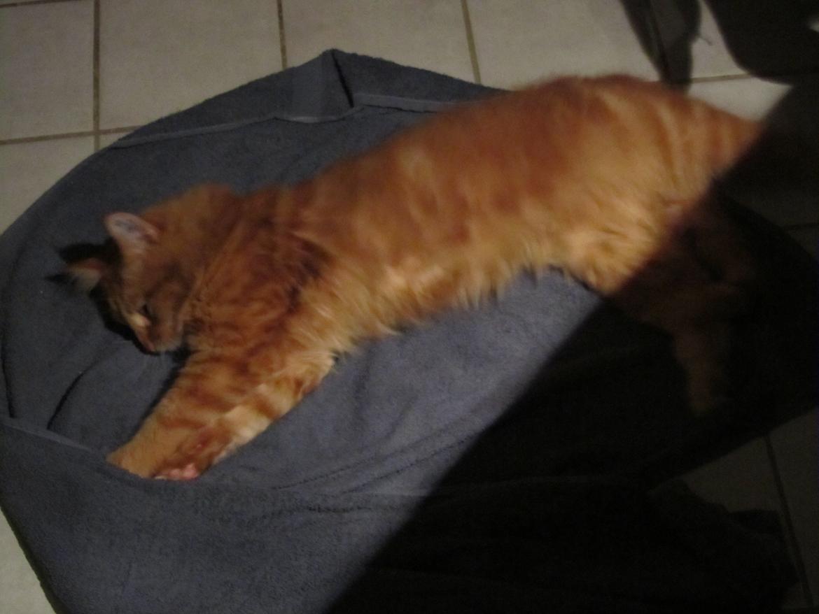 Maine Coon ozzy - han elsker badeværelse gulvet , da der er gulvvarme i heheheh billede 2