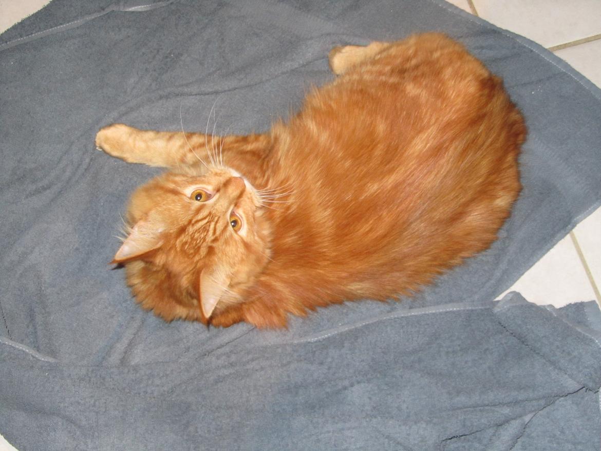 Maine Coon ozzy billede 3