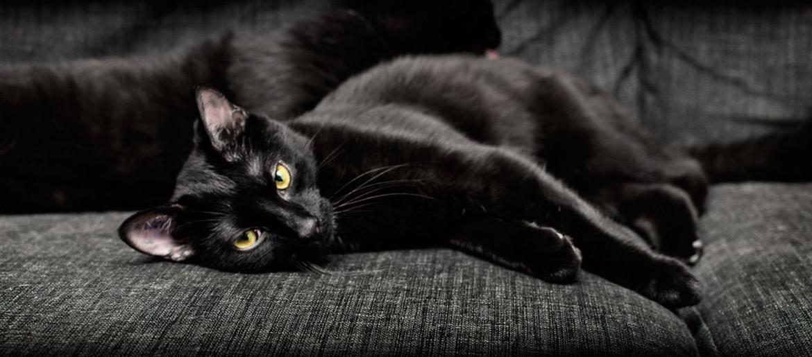 Huskat Sebastian billede 2