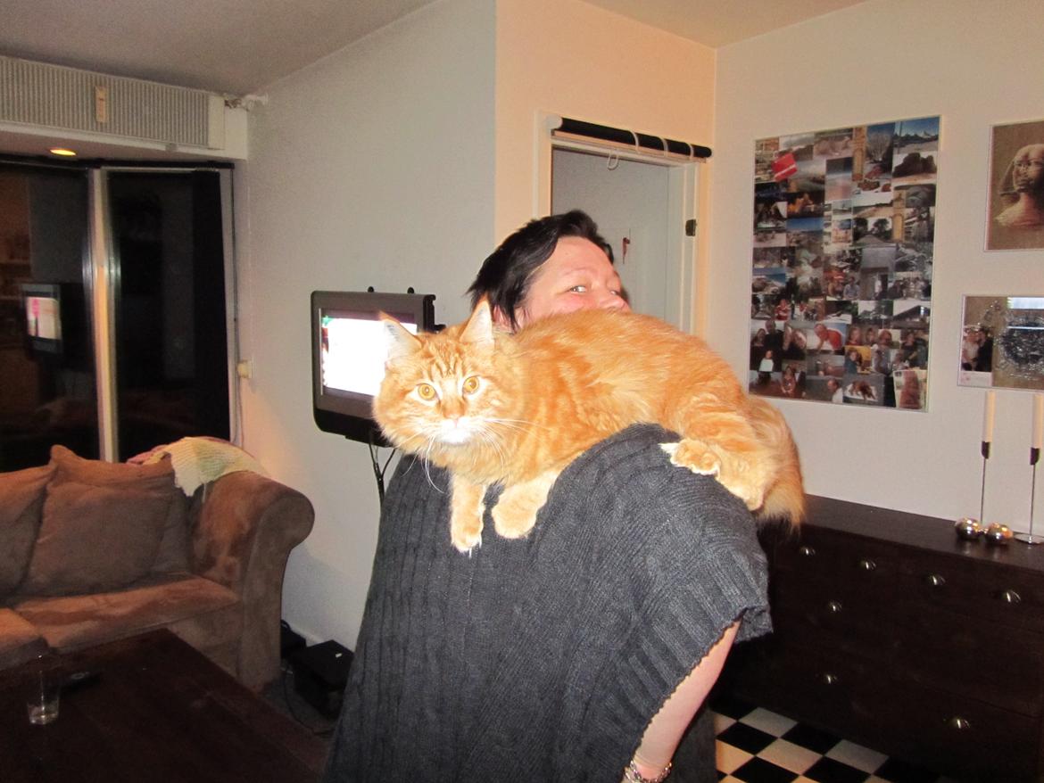 Maine Coon ozzy - ozzy har noget med at ligge der . han springer selv op og så bliver han bare liggende billede 4