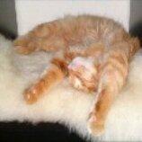 Maine Coon ozzy billede 5