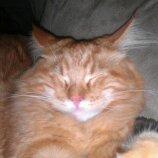 Maine Coon ozzy billede 6