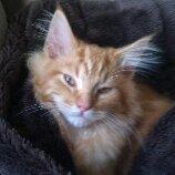 Maine Coon ozzy billede 7