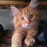 Maine Coon ozzy billede 8