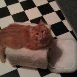 Maine Coon ozzy billede 9