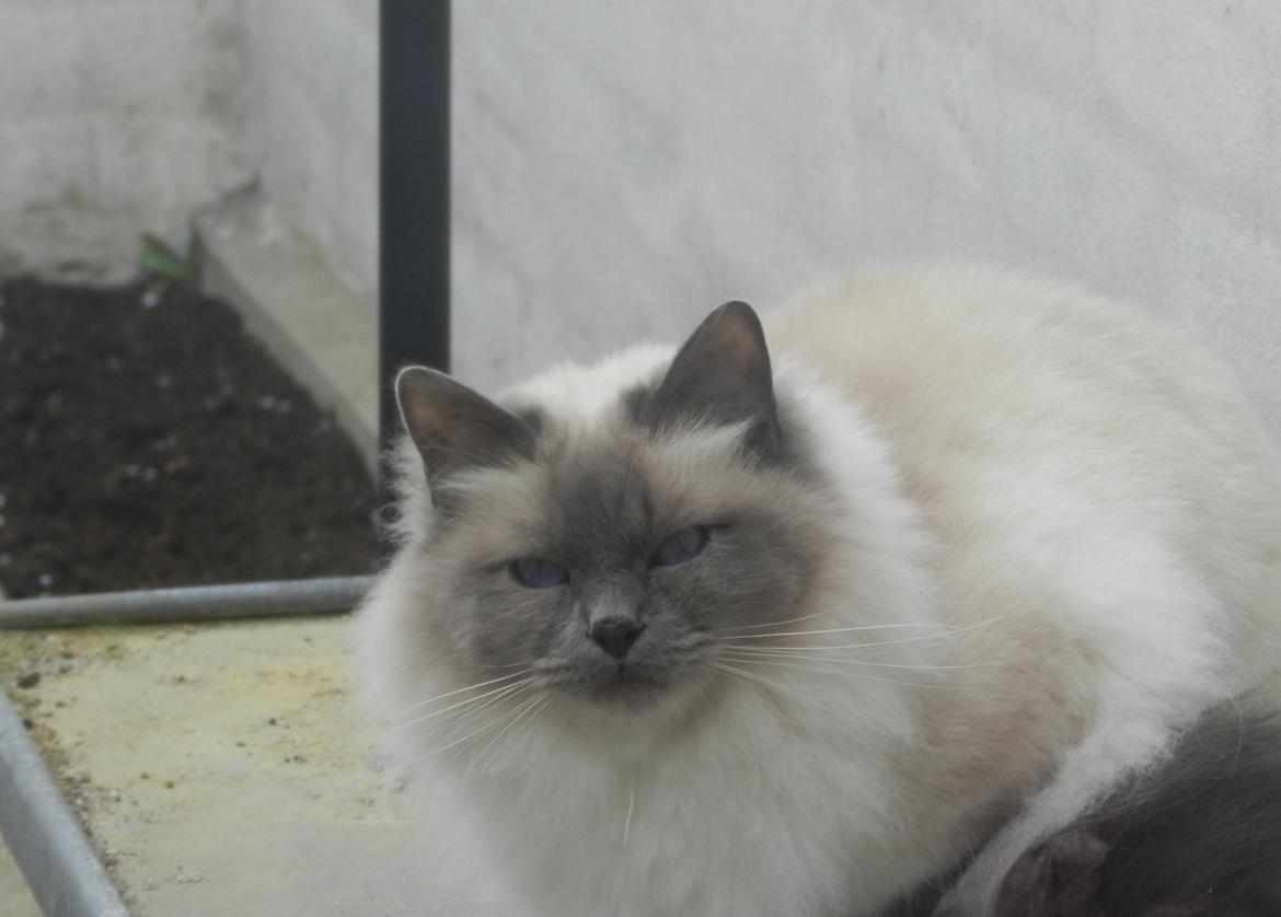 Hellig Birma DK Villumstrup Duke billede 2