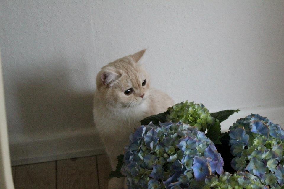 Exotic Sookie billede 2